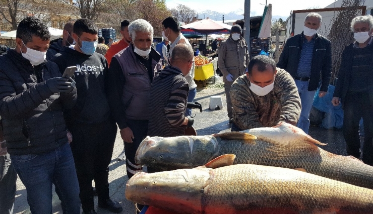Dev Turna Balıklarını Görmek İsteyenler Şaşkınlıktan Sosyal Mesafeyi Unuttu