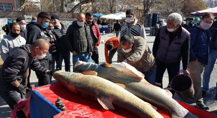 Dev Turna Balıklarını Görmek İsteyenler Şaşkınlıktan Sosyal Mesafeyi Unuttu