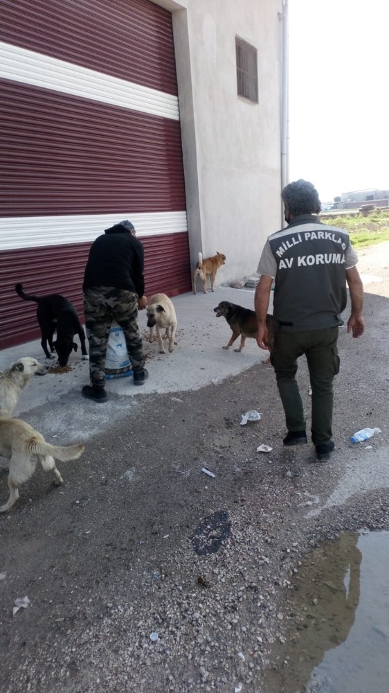 Adana’da Sokak Hayvanları Aç Bırakılmıyor