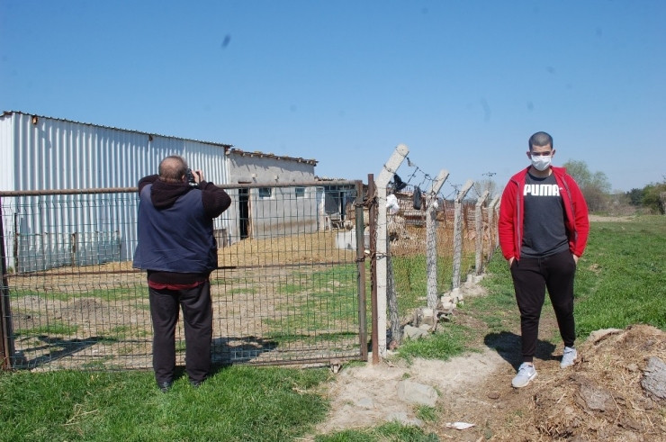 Köpekleri Kemikle Besleyip, 20 Koyunu Çaldılar
