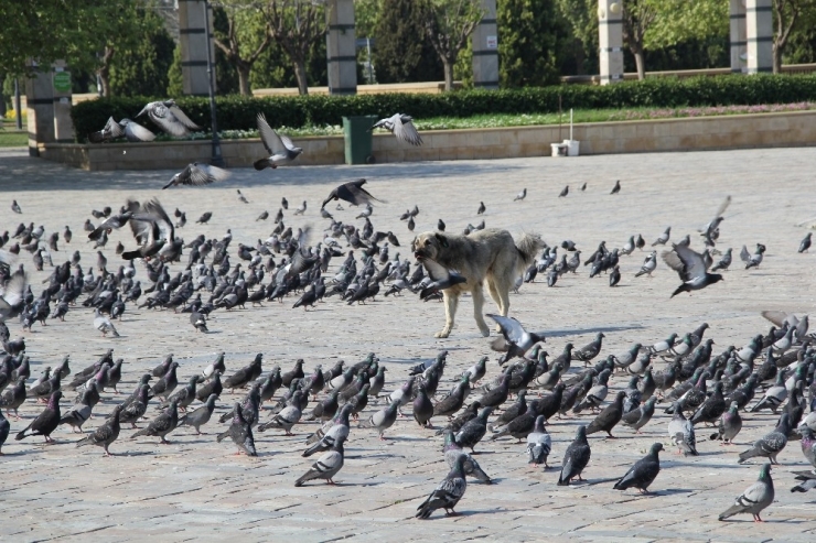 İzmir’de Meydanlar Güvercinlere Kaldı