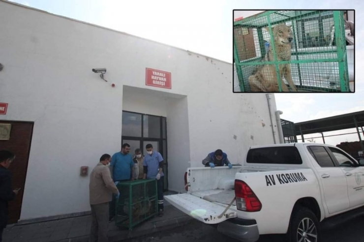 Tedavisi Tamamlanan Yaralı Kurt Özgürlüğüne Kavuştu