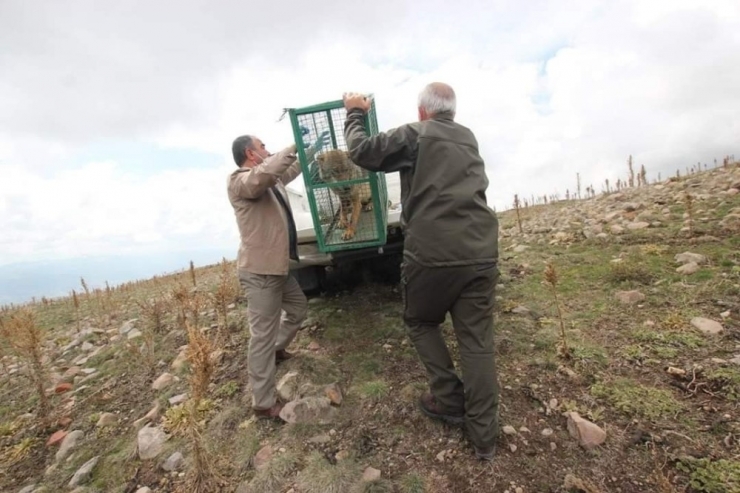 Tedavisi Tamamlanan Yaralı Kurt Özgürlüğüne Kavuştu
