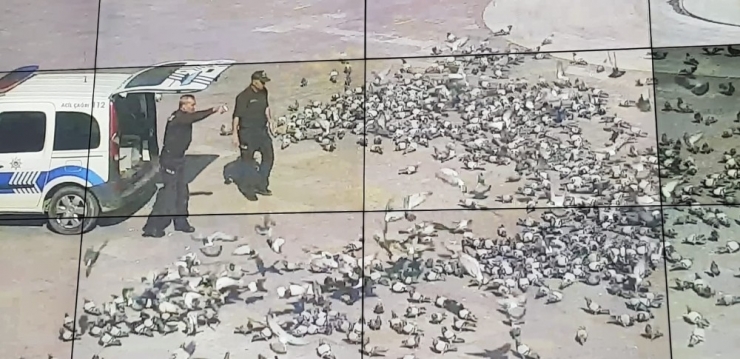 Konya’da Aç Kalan Güvercinleri Polis Besledi