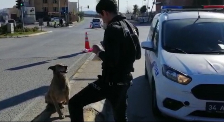 Kumanyasını Sokak Hayvanlarıyla Paylaşan Polis Görenleri Duygulandırdı