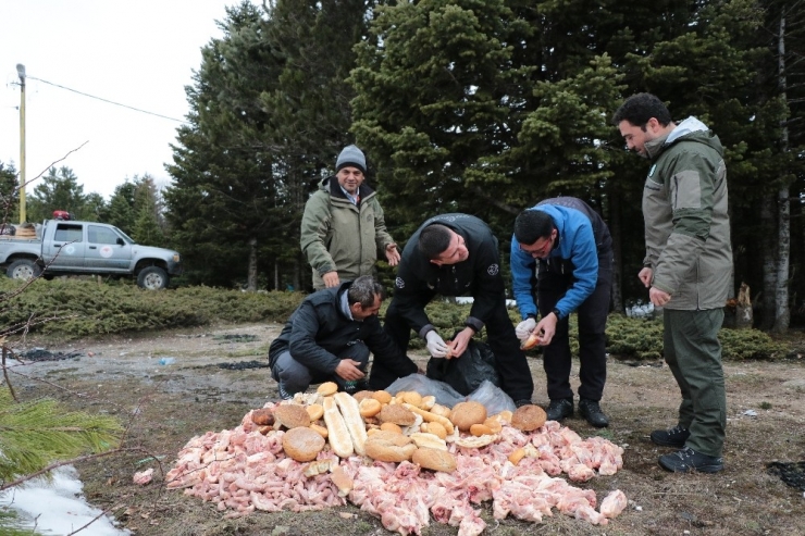 Uludağ’da Yaban Sezonu Fotokapana Takıldı