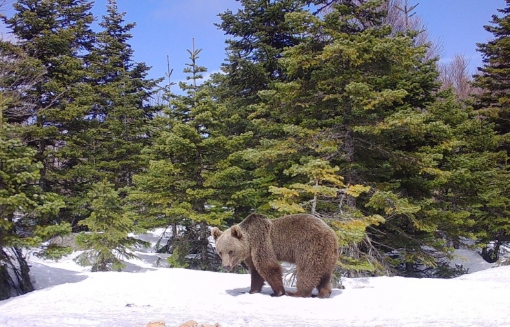 Uludağ’da Yaban Sezonu Fotokapana Takıldı