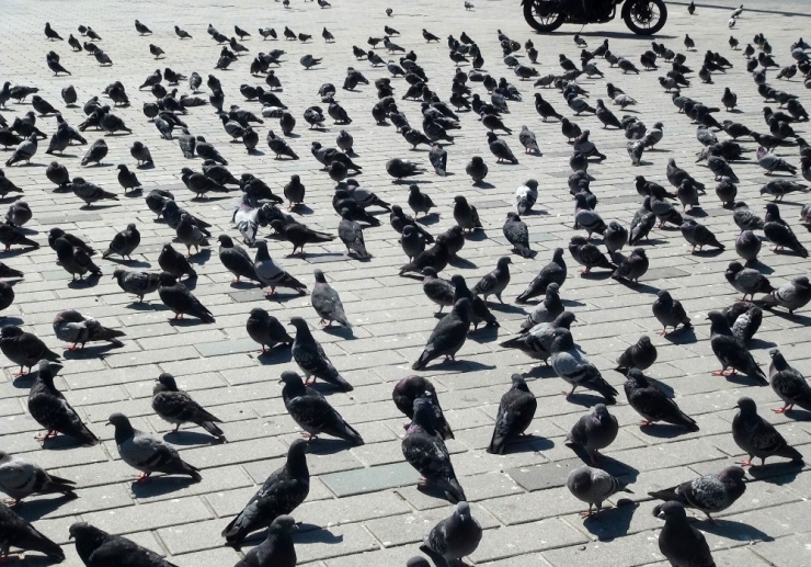 Sokağa Çıkma Yasağında Taksim Meydanı Kuşlara Kaldı