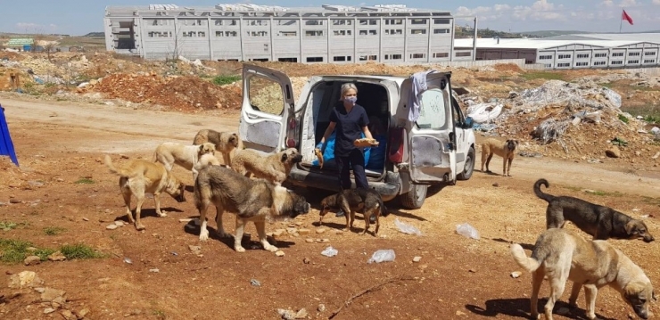 Anka Ve Cahide Sokak Hayvanlarını Besledi