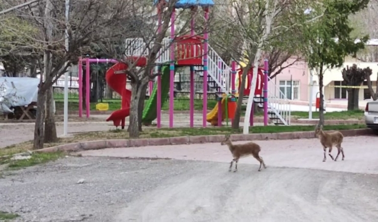 Sokakların Boş Kaldığı İlçe Yine Yaban Keçilerine Kaldı