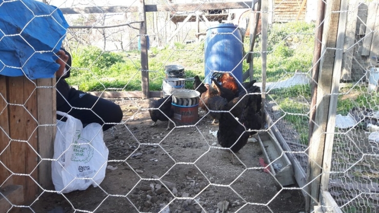 Aç Kalan Tavuk Ve Köpeklerini Talas Belediyesi Desteğiyle Besledi