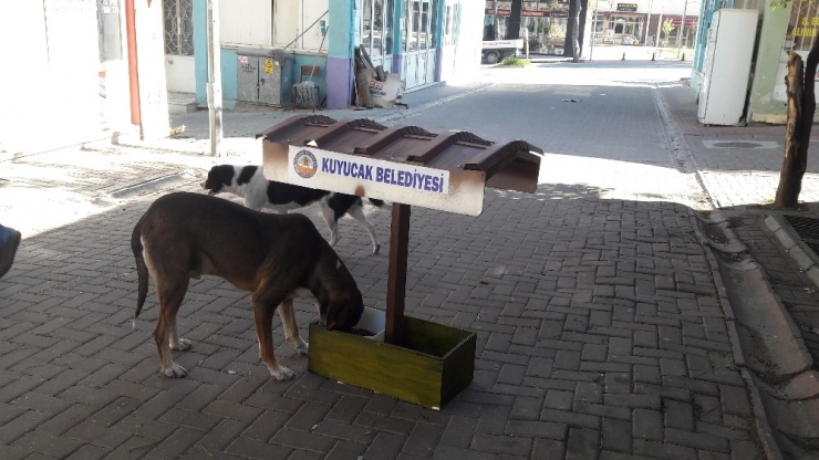 Kuyucak Belediyesi Sokak Hayvanlarının Yanında