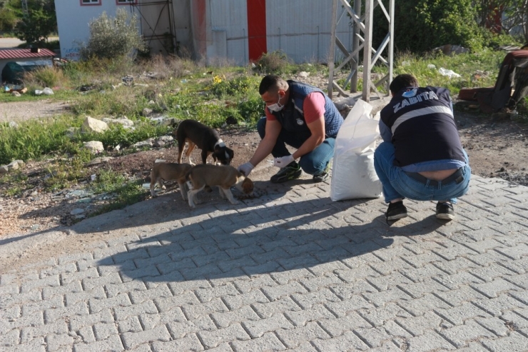 Mut’ta Sokak Hayvanları Beslendi