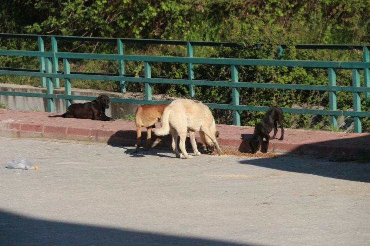 Mut’ta Sokak Hayvanları Beslendi