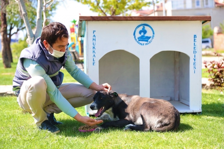 Pamukkale Belediyesi Sokağa Çıkma Yasağında Sahipsiz Hayvanları Unutmadı