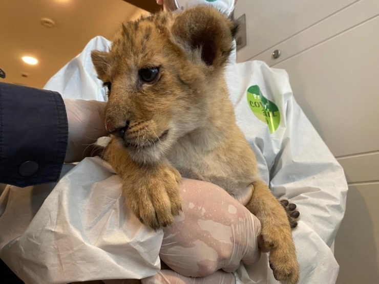 Rezidansında Yavru Aslan Ve Piton Bulunan İranlı Mankene Kaçakçılıktan İşlem