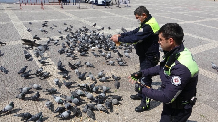 Samsun’da Aç Kalan Güvercinleri Polisler Besledi