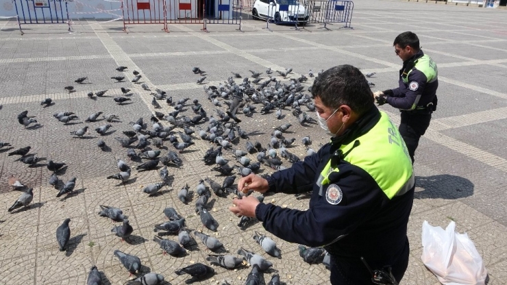 Samsun’da Aç Kalan Güvercinleri Polisler Besledi