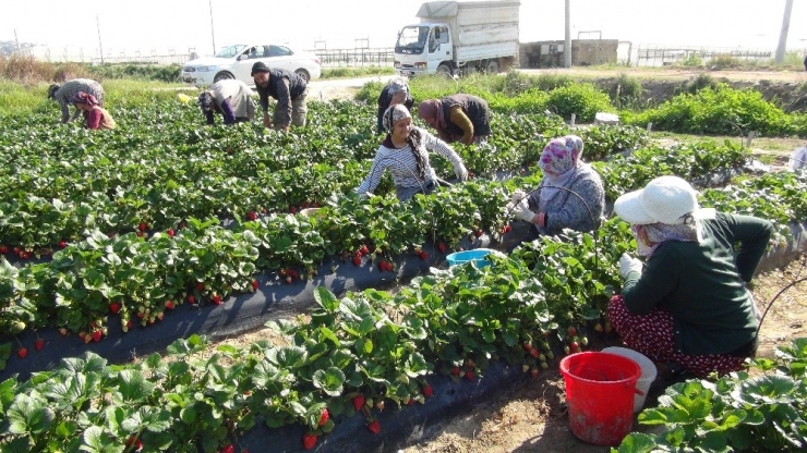 Sokağa Çıkma Yasağı Çilek Üretimini Engellemedi