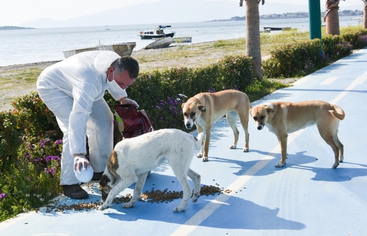 Aliağa Belediyesi, Sokak Hayvanları İçin Mama Dağıtıyor