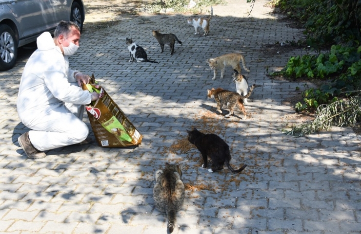 Aliağa Belediyesi, Sokak Hayvanları İçin Mama Dağıtıyor