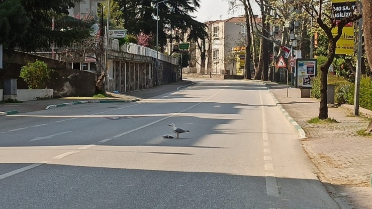 Sokağa Çıkma Yasağı Geldi Caddeler Martılara Kaldı