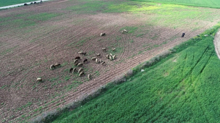 Çiftçiler Ve Besiciler Gıda Sıkıntısı Yaşanmasın Diye Çalışıyor