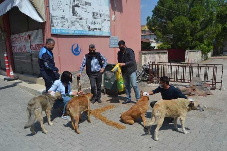 Boş Sokakların Keyfini Çıkarıyorlar