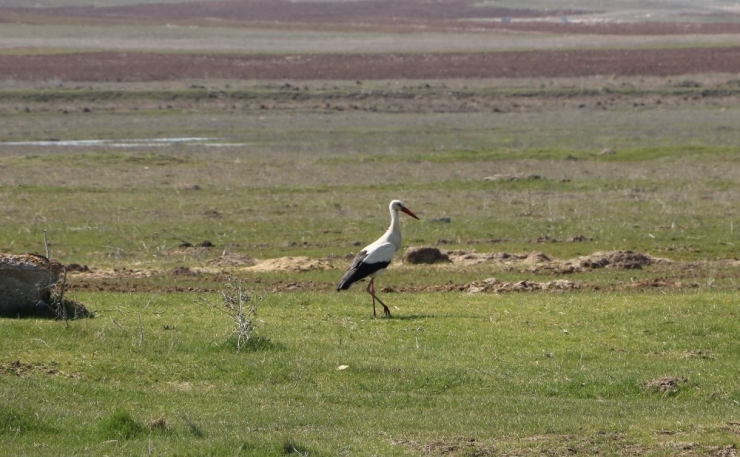 Bu Köyde Leylek Sesleri Yankılanıyor