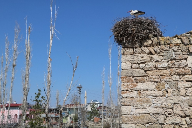 Bu Köyde Leylek Sesleri Yankılanıyor