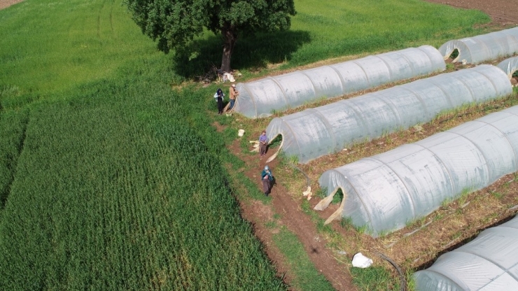 Çiftçiler Ve Besiciler Gıda Sıkıntısı Yaşanmasın Diye Çalışıyor