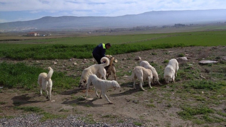 Sokak Hayvanları Besleniyor