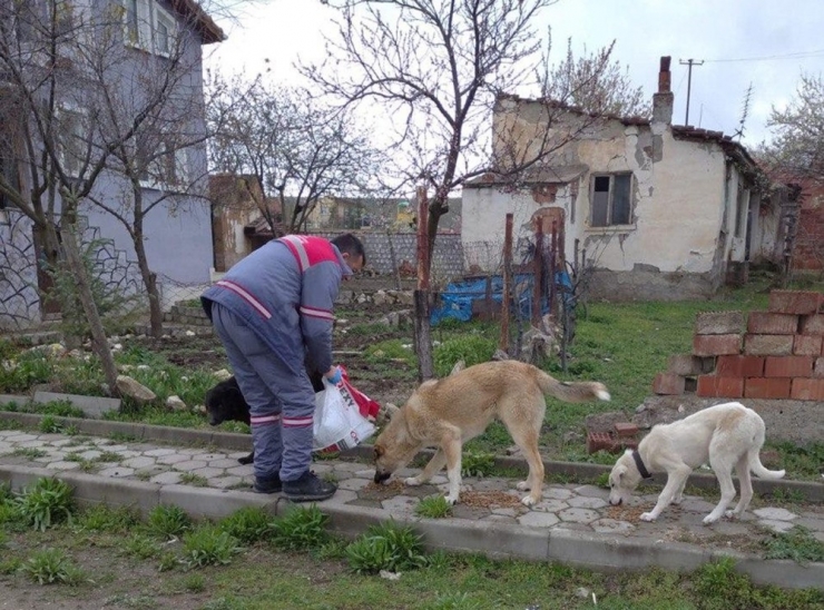Sokak Hayvanları Besleniyor