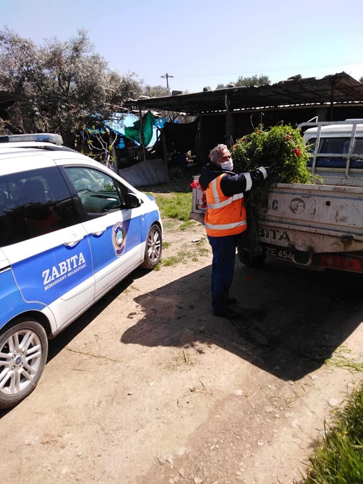 Vatandaş Evden Çıkamayınca, İneklerin Otunu Zabıta Biçip Getirdi