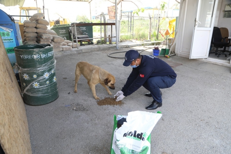 Yüreğir Belediyesi Sokak Hayvanlarını Unutmadı