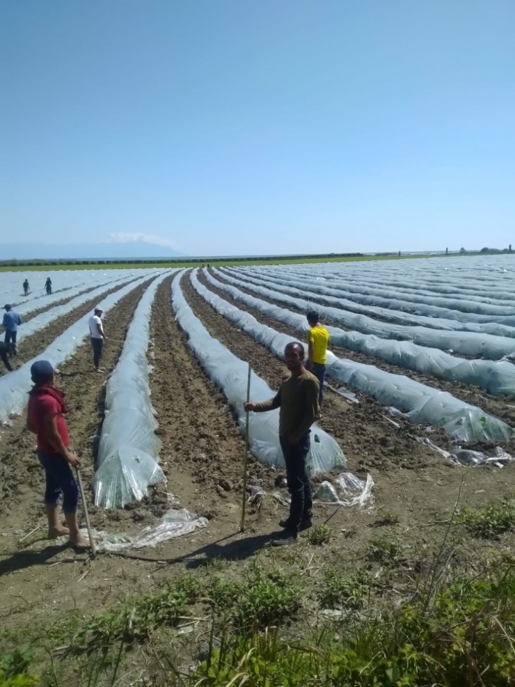 Adana’da Tarımsal Üretim Devam Ediyor