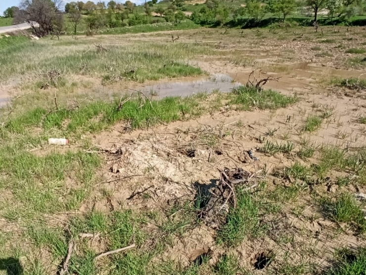 Gercüş’te Sağanak Yağış Ekinlere Zarar Verdi
