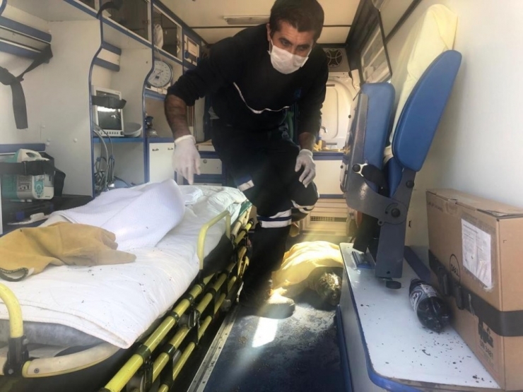 Yaralı Caretta Carettanın Yardımına Petbulance Ekibi Yetişti