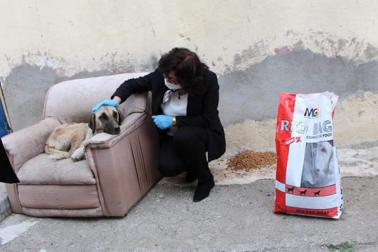 Sungurlu Belediyesi Sokak Hayvanlarını Unutmadı