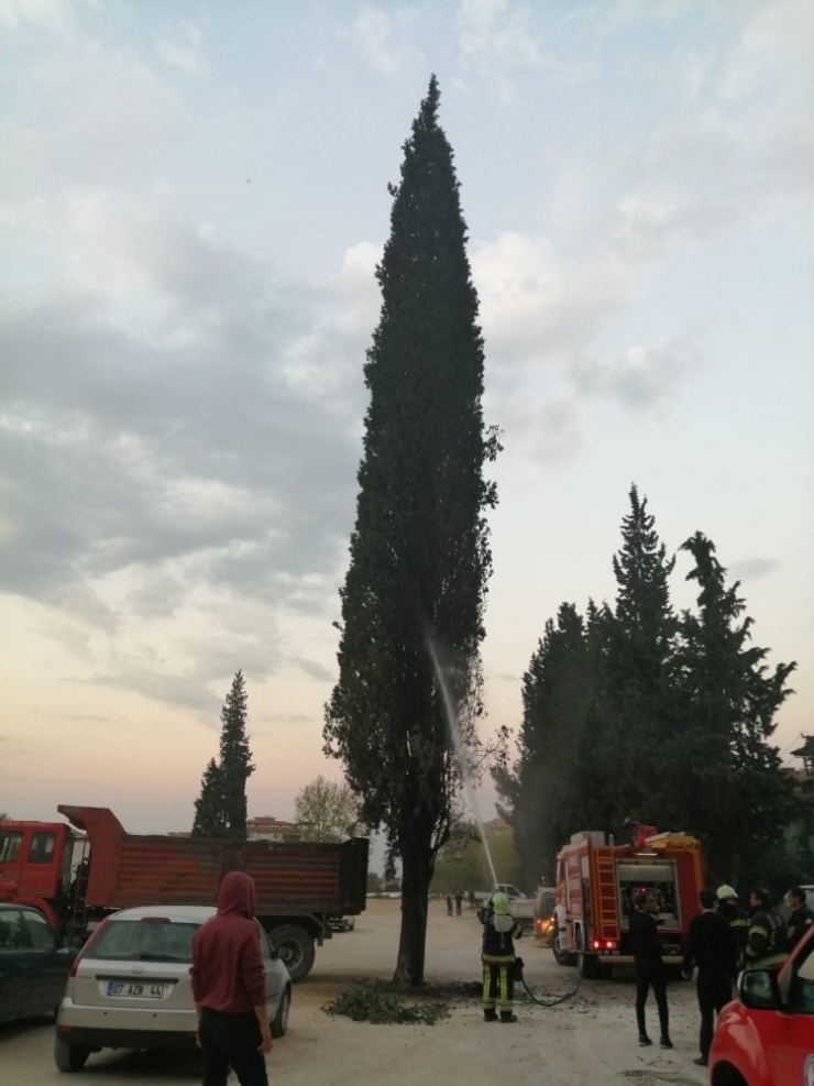 Yol Ortasındaki Ağacı Ateşe Verdiler