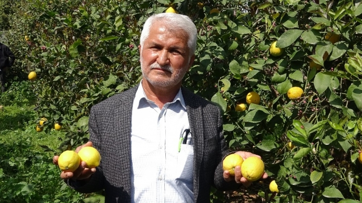 Üretici Limon İhracatının Açılmasını Bekliyor