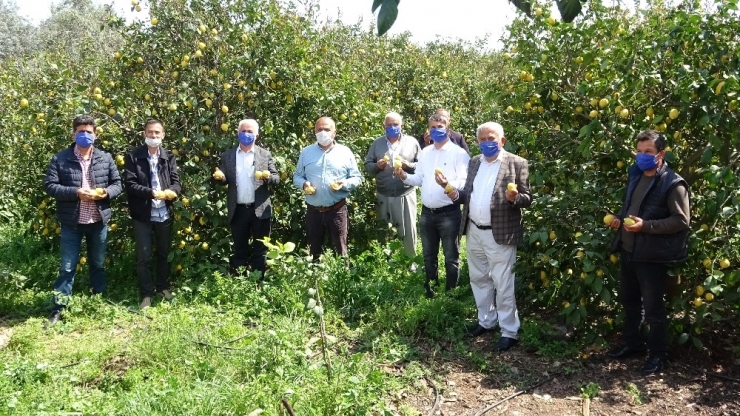 Üretici Limon İhracatının Açılmasını Bekliyor