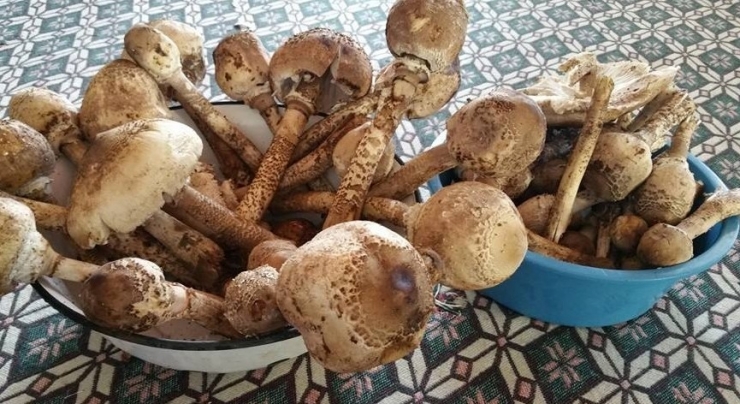 Erzincan’da Mantar Sezonu Başladı