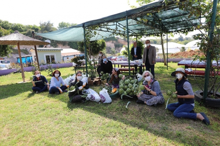 Mezitli’de Korona Günlerinde Enginar Hasadı