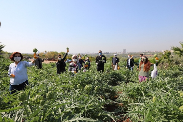 Mezitli’de Korona Günlerinde Enginar Hasadı