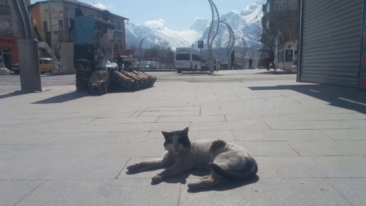 Hakkari’nin Caddeleri Sahipsiz Kedilere Kaldı