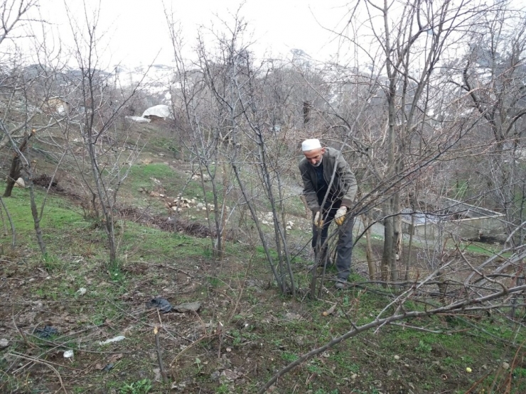 Din Görevlileri Yaşlıların Tarlalarını Sürüp Ağaçlarını Budadı