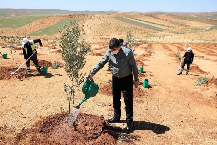 Şehitkamil’de 4 Bin 100 Fidan Dikildi