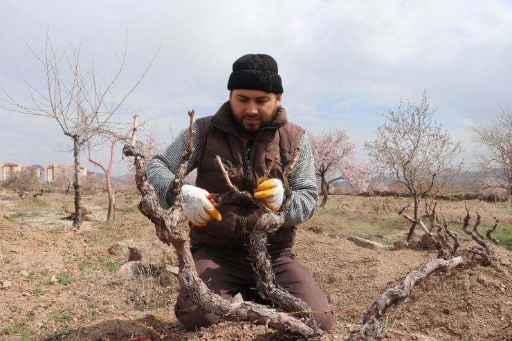 Evinden Çıkamayan Yaşlı Amcanın Bağını Budadılar