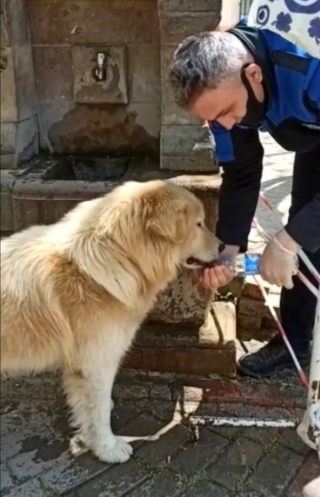 Sahipsiz Köpek Suyunu Zabıta Elinden İçti